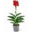 Indisches Blumenrohr verschiedene Farben 14 cm Topf