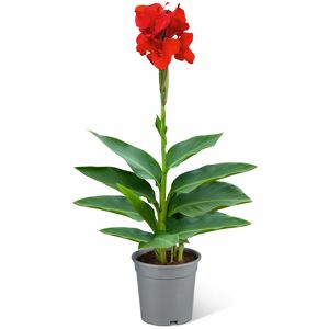 Indisches Blumenrohr verschiedene Farben 14 cm Topf