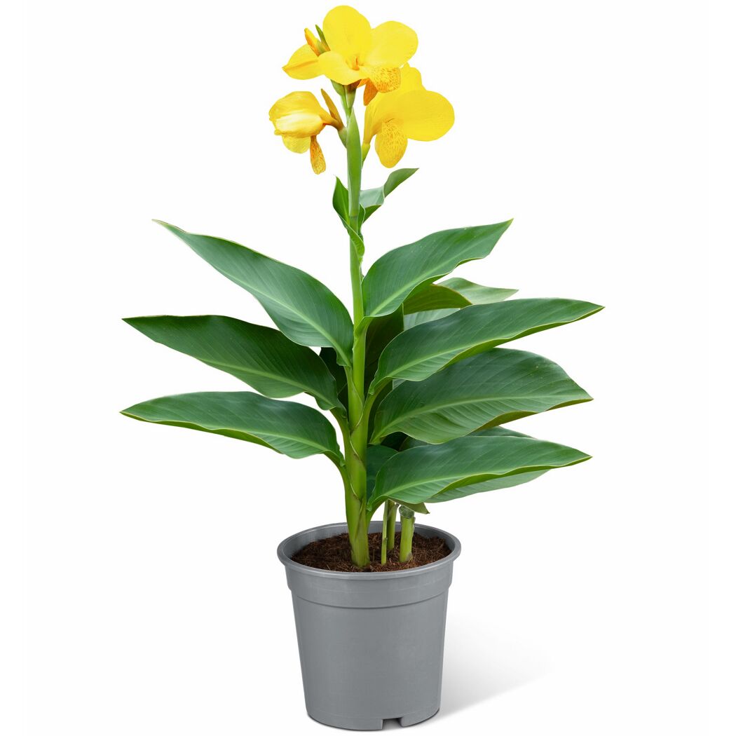 Indisches Blumenrohr verschiedene Farben 14 cm Topf