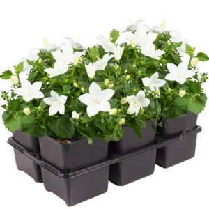 Glockenblume 6er-Tray