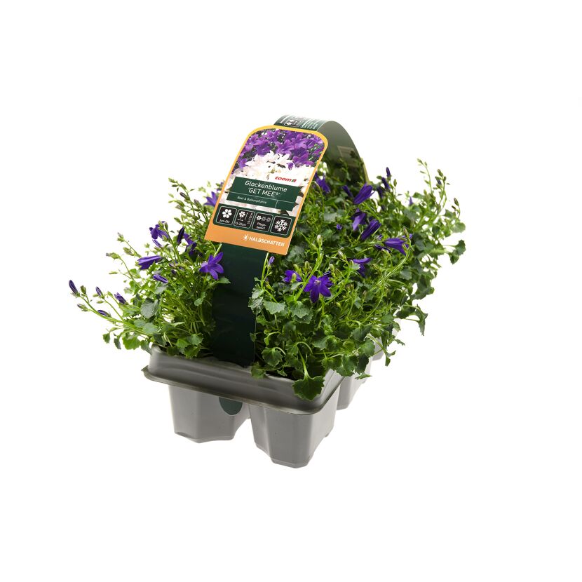 Glockenblume 'GET MEE' im Topf