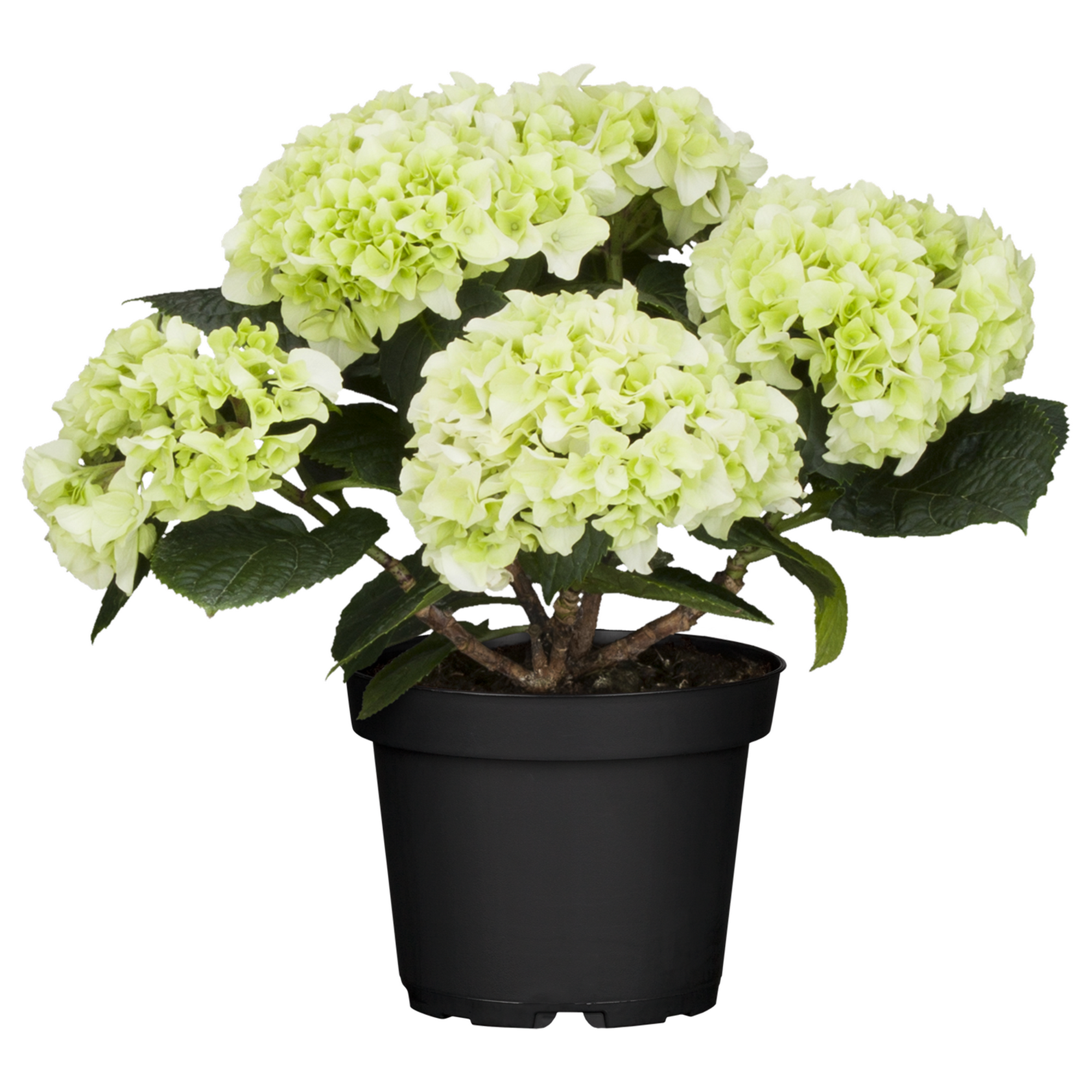 Hortensie verschiedene Sorten 10,5 cm Topf