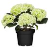 Hortensie verschiedene Sorten 10,5 cm Topf