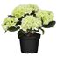 Hortensie verschiedene Sorten 10,5 cm Topf