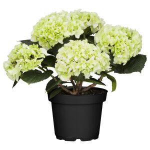 Hortensie verschiedene Sorten 10,5 cm Topf