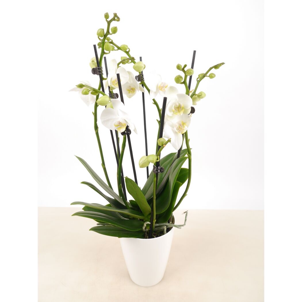 Weiße Orchidee in weißem Topf