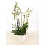 Weiße Orchidee in weißem Topf