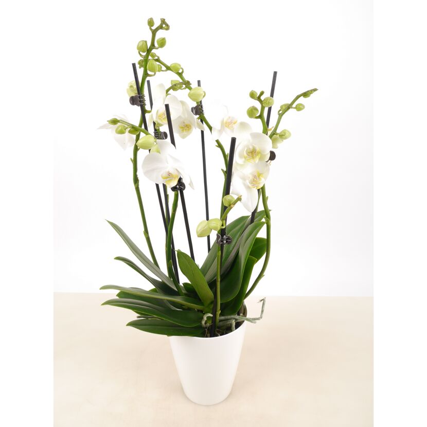 Weiße Orchidee in weißem Topf