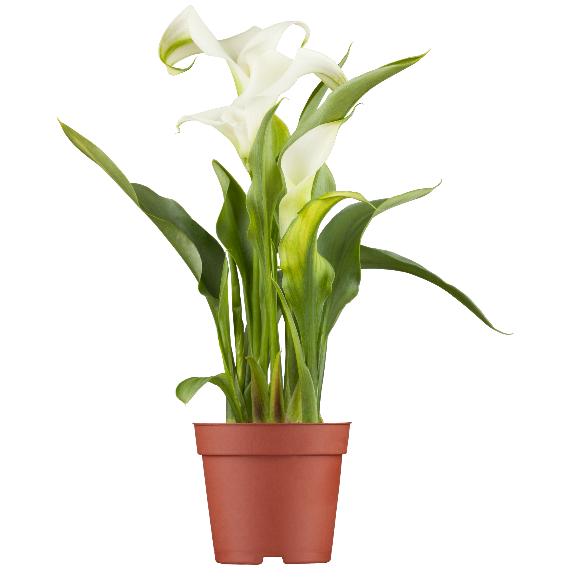 Zimmer-Calla weiß, 13 cm Topf + product picture