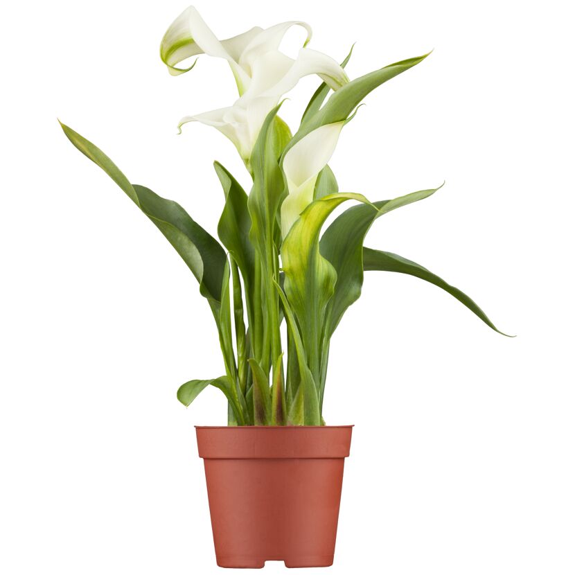 Weiße Calla im Topf