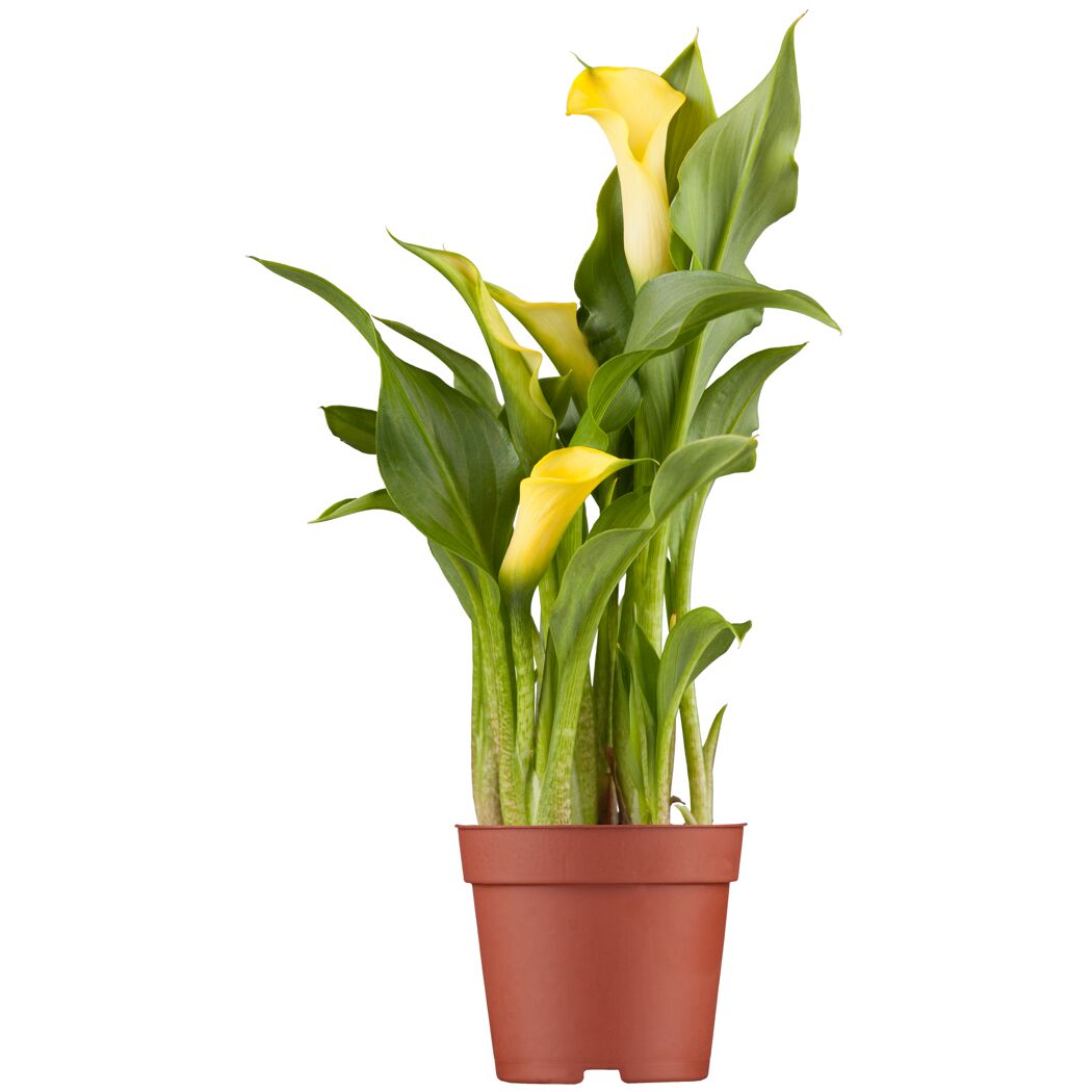 Gelbe Calla im Topf