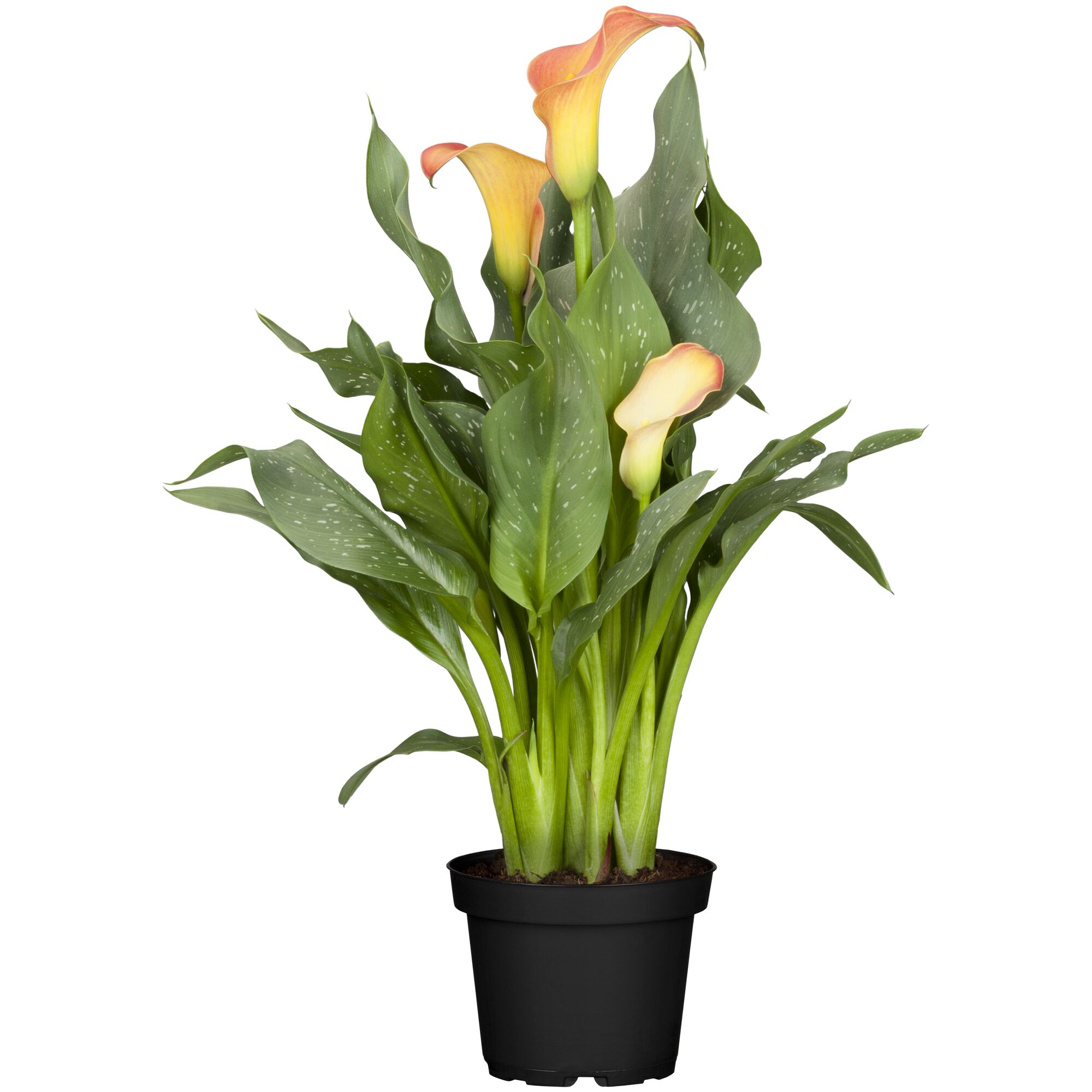 Orange Zantedeschia Calla in schwarzem Topf