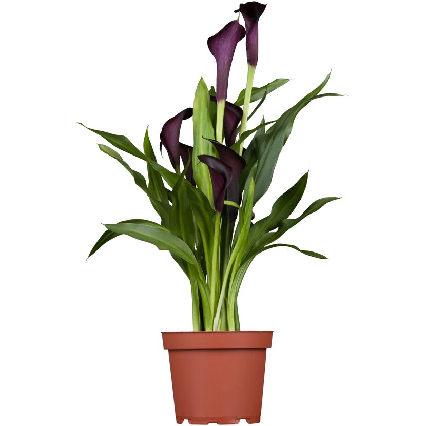Topfpflanze Zantedeschia Calla Violett