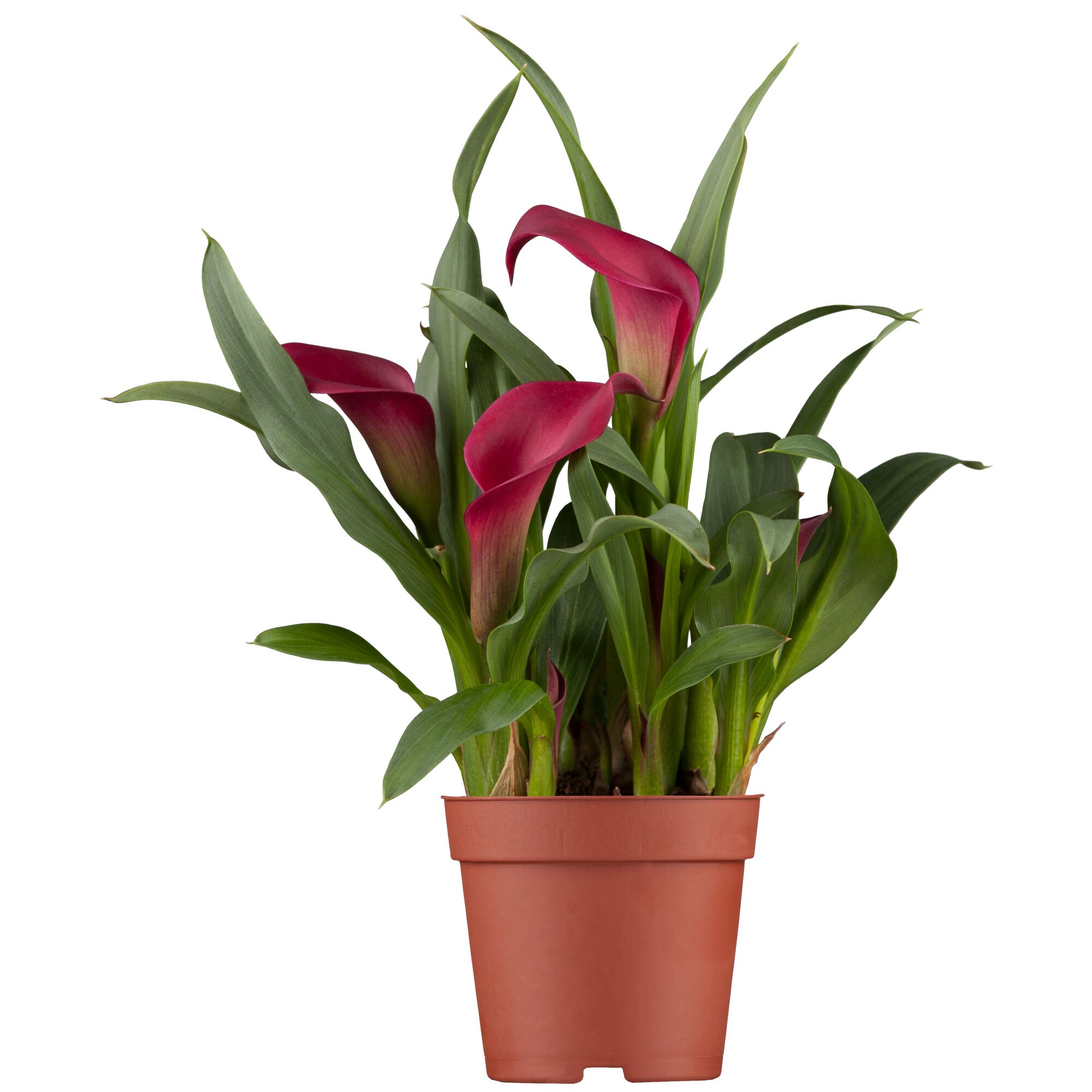 Topfpflanze Zantedeschia Calla rot