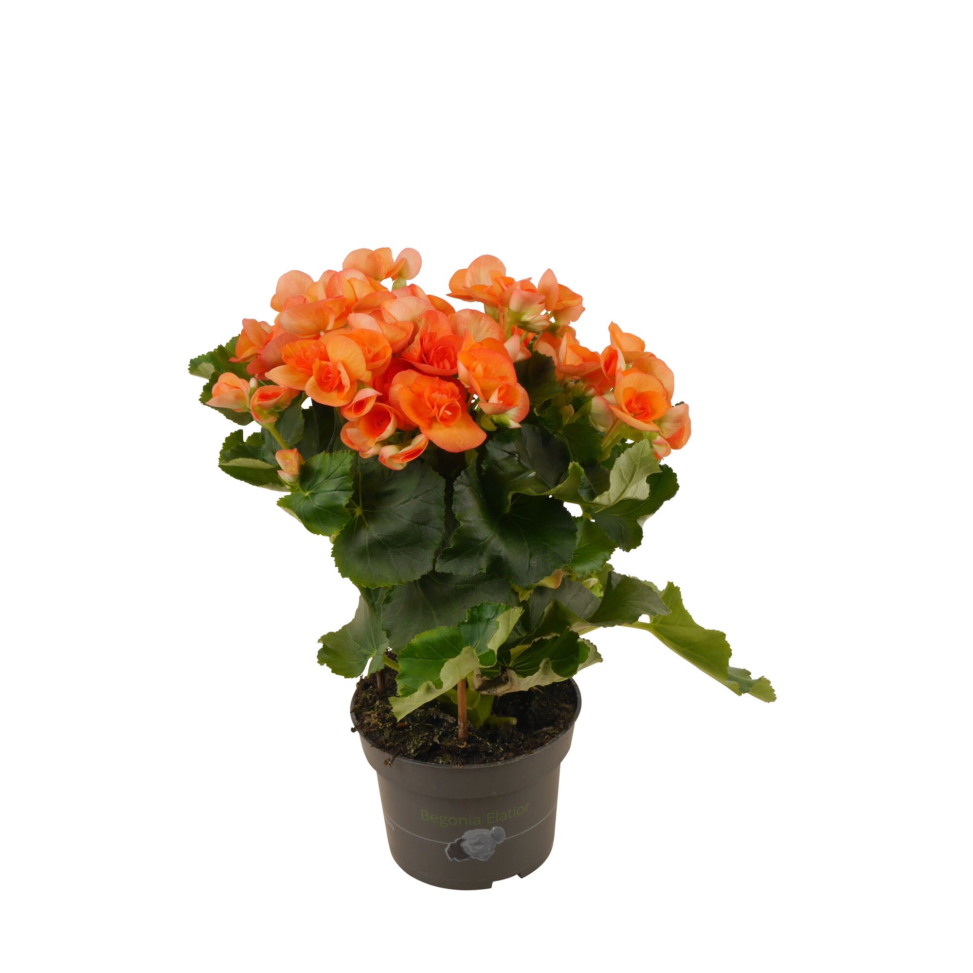 Topfpflanze Begonia Elatior mit orangen Blüten
