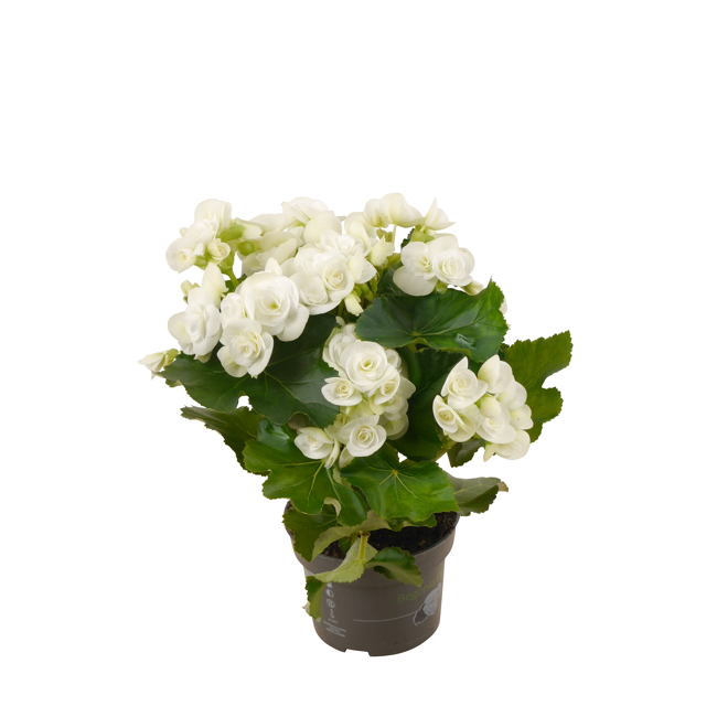 Bild von Begonie weiß, 13 cm Topf