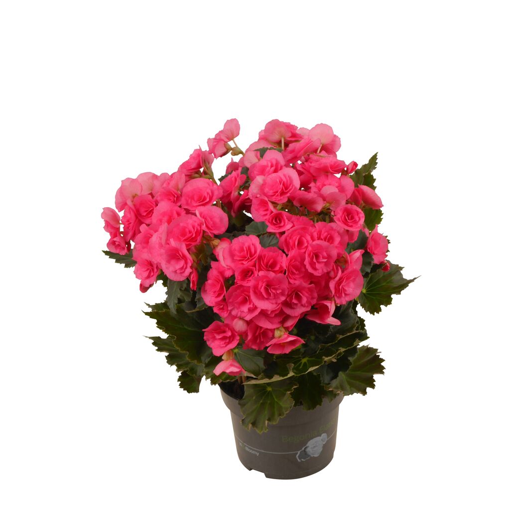 Rosa Begonie Elatior im Topf