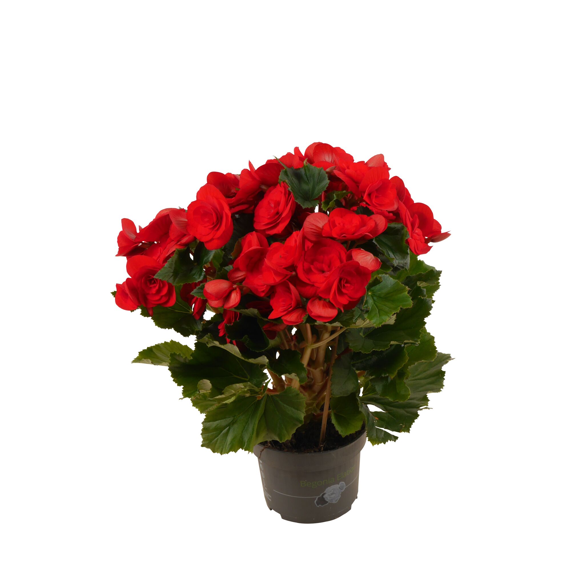 Begonie Elatior rot im Topf