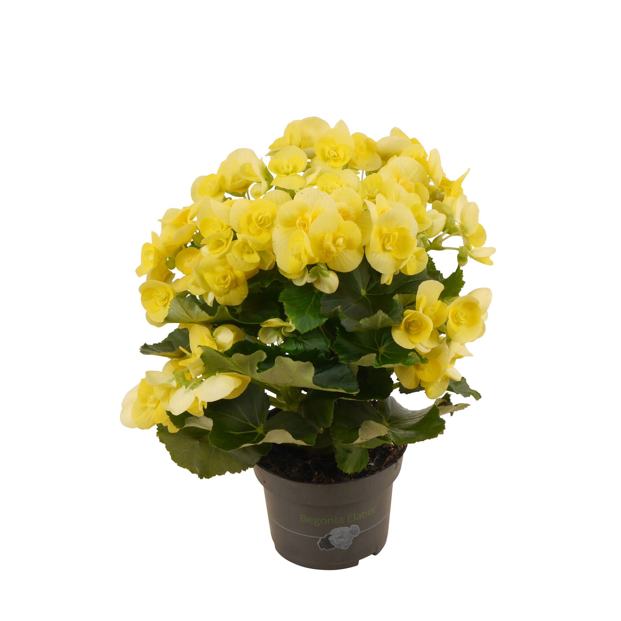 Gelbe Begonie Elation im Topf