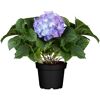 Blaue Hortensie im schwarzen Topf