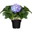 Blaue Hortensie im schwarzen Topf
