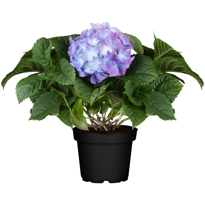 Blaue Hortensie im schwarzen Topf