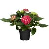 Rote Hortensie im Topf
