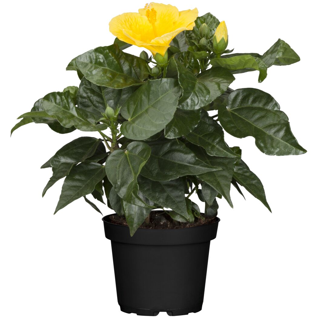 Hibiskuspflanze mit gelber Blüte im Topf