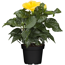 Zimmer-Hibiskus 'Long Life' gelb, 13 cm Topf