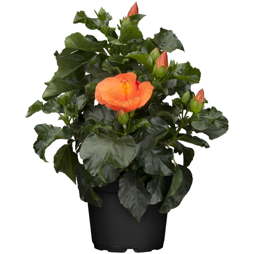 Hibiskus Longlife Orange im Topf