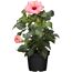 Hibiskuspflanze mit rosa Blüten im schwarzen Topf