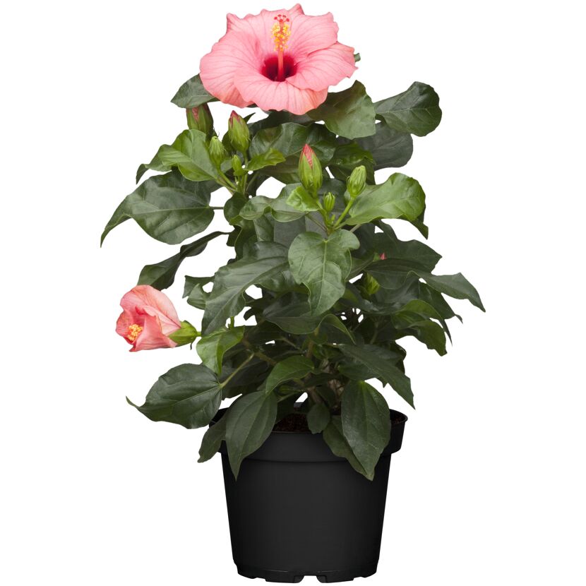 Hibiskuspflanze mit rosa Blüten im schwarzen Topf