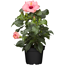 Zimmer-Hibiskus 'Long Life' rosa, 13 cm Topf