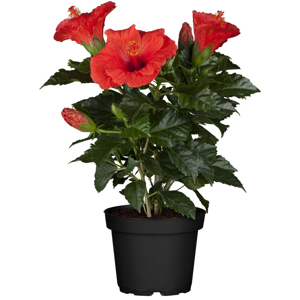 Hibiskuspflanze mit roten Blüten in schwarzem Topf