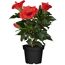 Hibiskuspflanze mit roten Blüten in schwarzem Topf