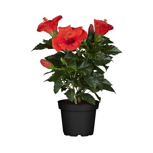toom Zimmer-Hibiskus 'Long Life' rot, 13 cm Topf ǀ toom Baumarkt