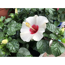 Zimmer-Hibiskus 'Long Life' weiß, 13 cm Topf