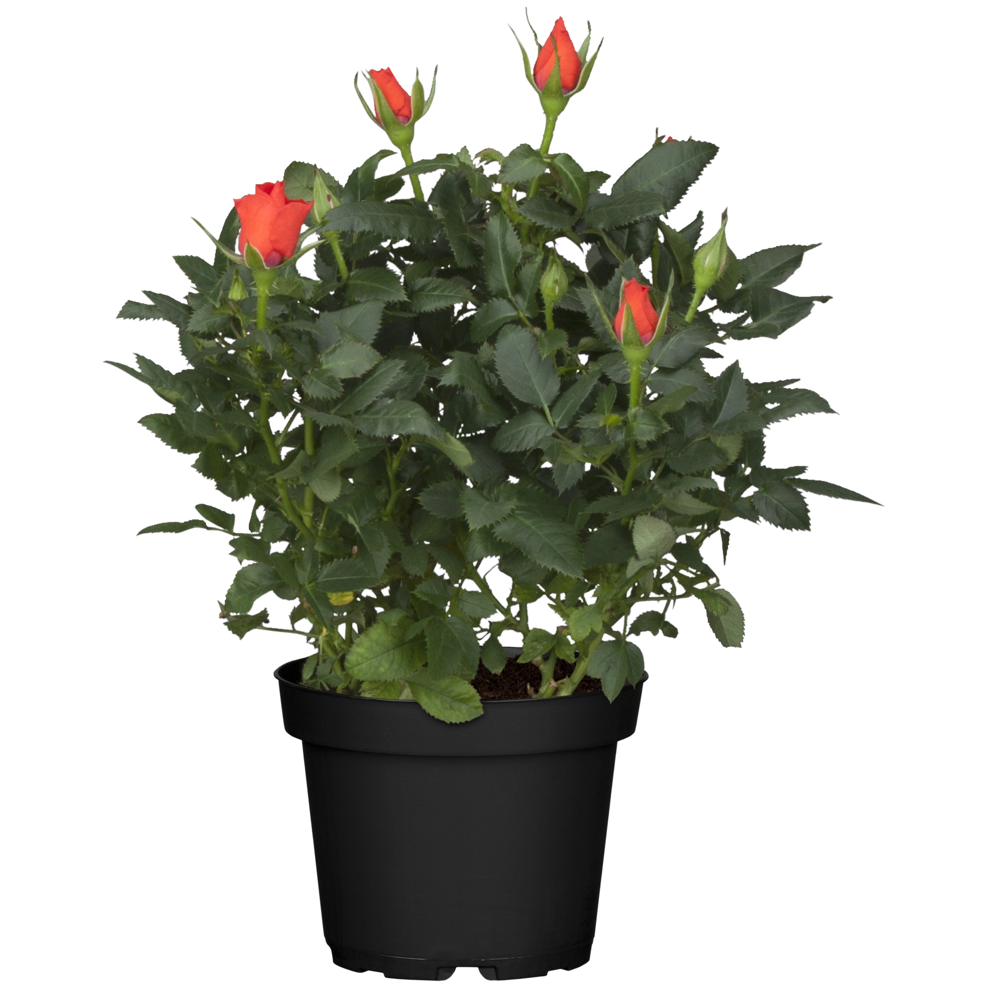 Zimmerrose 'Rosa Nova' orange 10,5 cm Topf + product picture