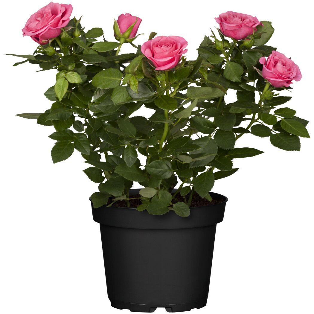 Rosa Hybride Nova Rosa im schwarzen Topf