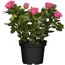 Rosa Hybride Nova Rosa im schwarzen Topf