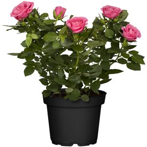 Zimmerrose 'Rosa Nova' rosa 10,5 cm Topf