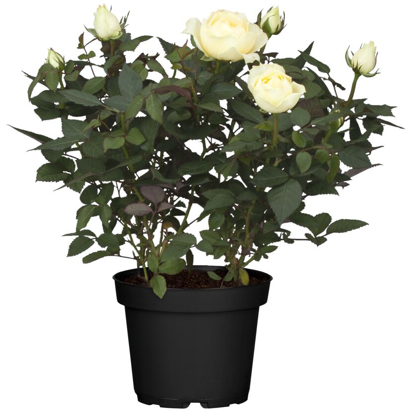 Weiße Rosenpflanze im schwarzen Topf