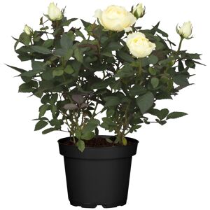 Zimmerrose 'Rosa Nova' weiß 10,5 cm Topf