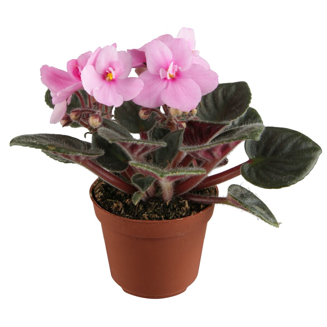 Rosa Usambaraveilchen in einem braunen Topf