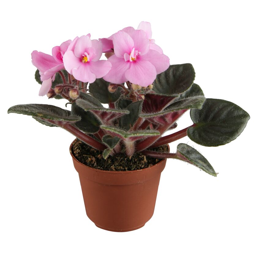 Rosa Usambaraveilchen in einem braunen Topf