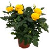 Gelbe Rosenpflanze im Topf