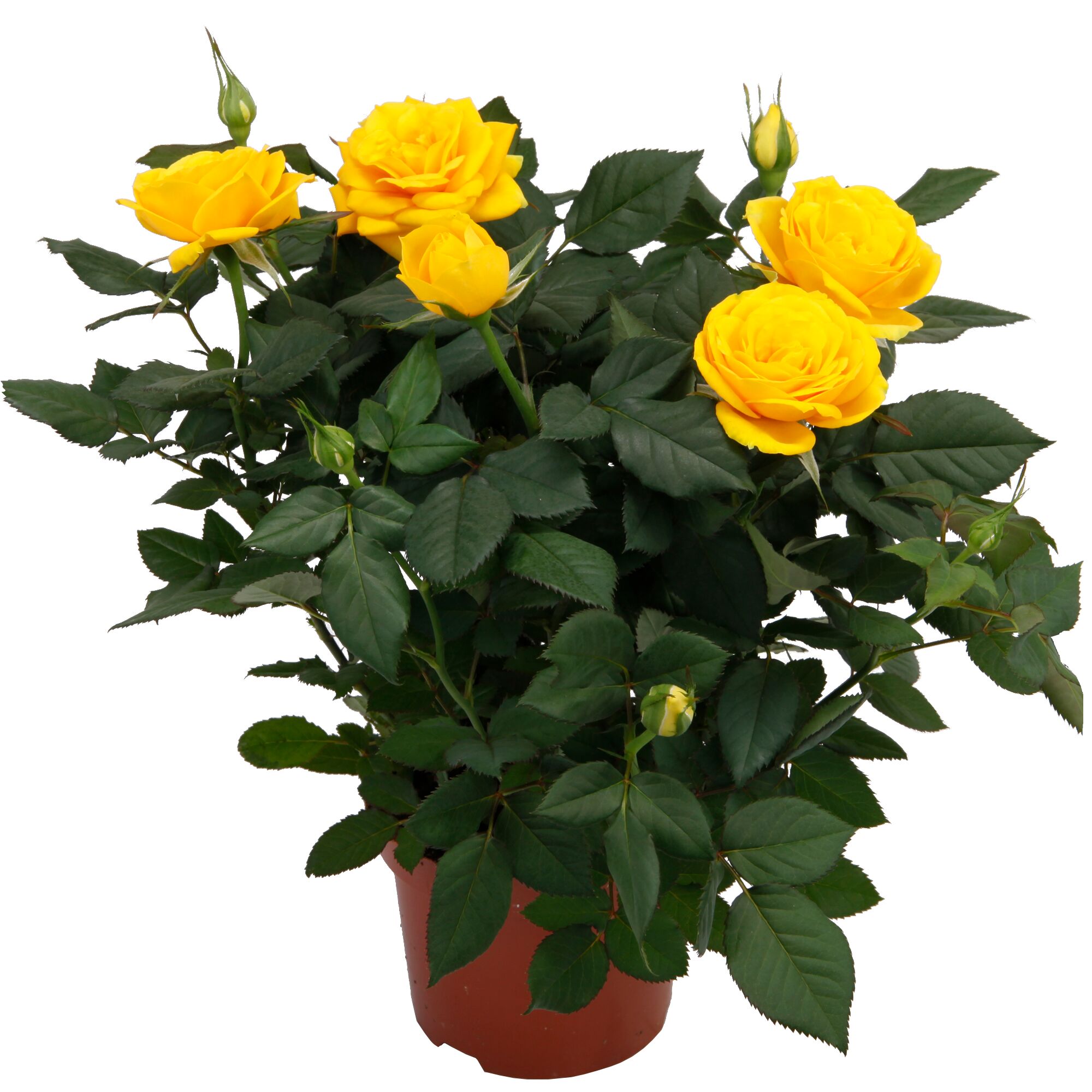 Gelbe Rosenpflanze im Topf