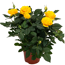 Topfrose 'Rosa Nova' gelb 10,5 cm Topf