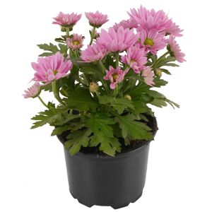 Chrysantheme verschiedene Farben 7 cm Topf