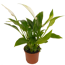 Einblatt Mix 7 cm Topf